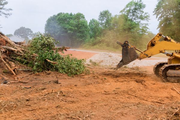 Cost of Forestry Mulching Service in Palm Bay