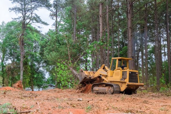 Cost of Trees Clearing in Palm Bay