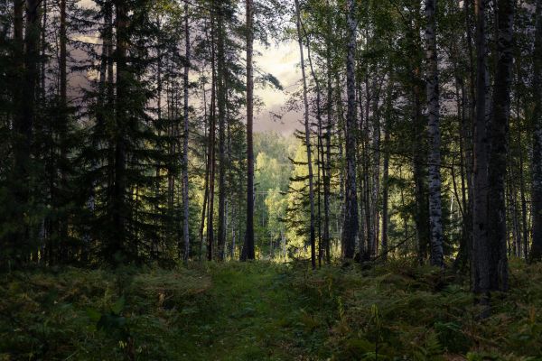Cost of Pine Tree Clearing in Palm Bay