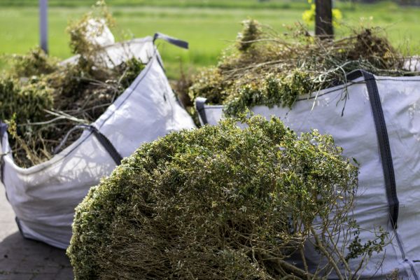 Cost of Bushes Clearing in Palm Bay