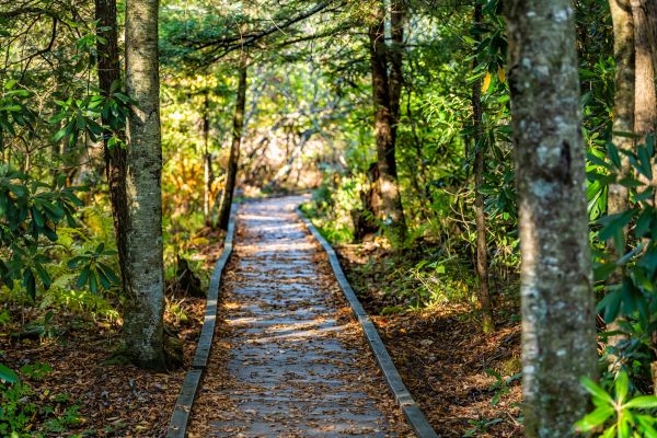 Cost of Trail Clearing in Palm Bay